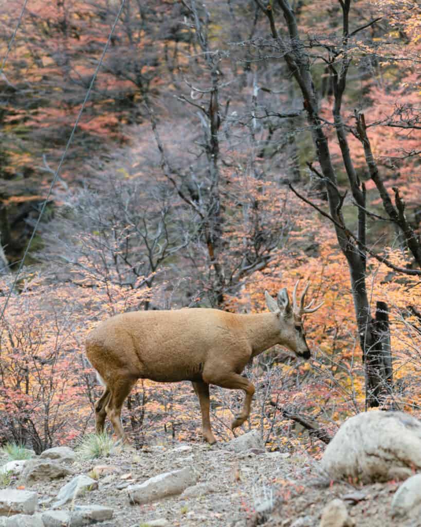 Villa Cerro Castillo, Chile Travel Guide: Hiking & Huemuls 2 A huemul deer walks over rocky ground in Villa Cerro Castillo National Park, framed by bare and autumn-colored trees in a serene forest setting