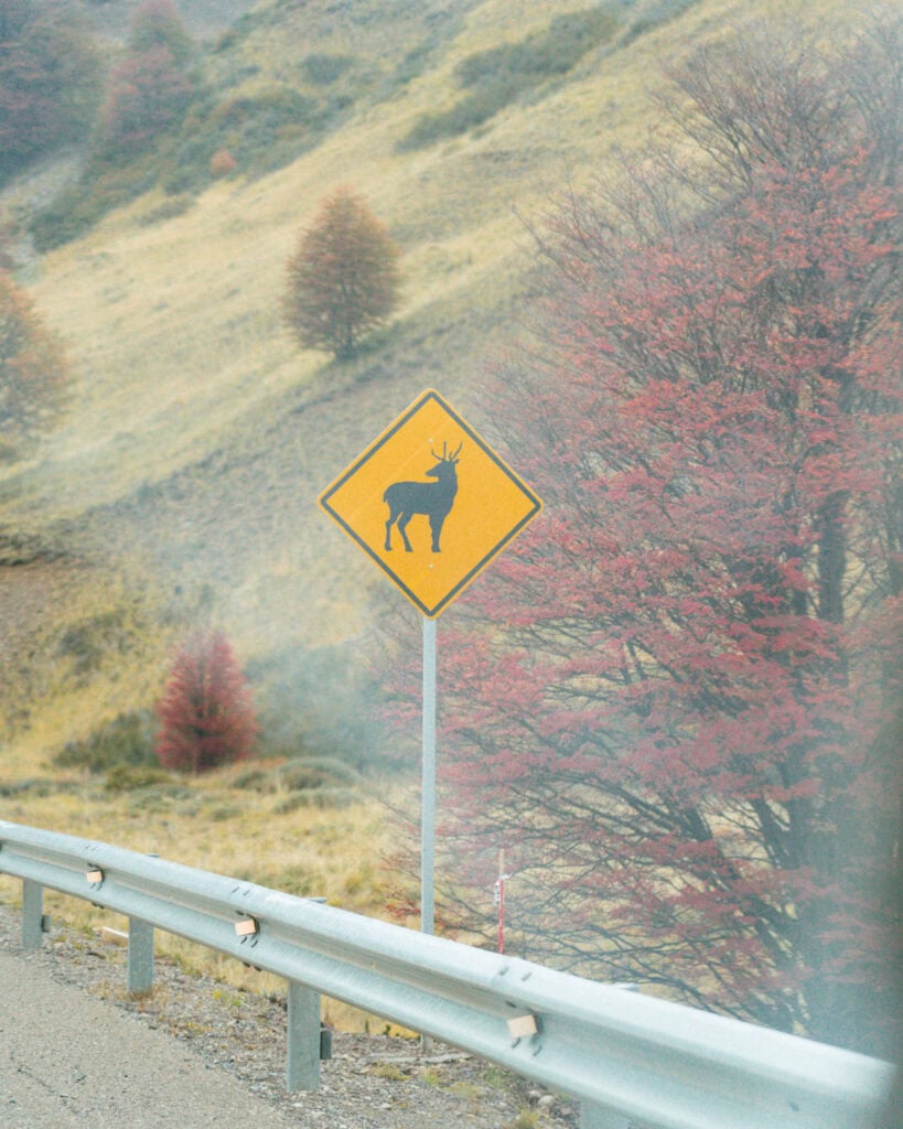 Villa Cerro Castillo, Chile Travel Guide: Hiking & Huemuls 24 A yellow caution road sign with a silhouette of a huemul deer stands beside a guardrail in Villa Cerro Castillo National Park, surrounded by mist and hills with red-tinged trees