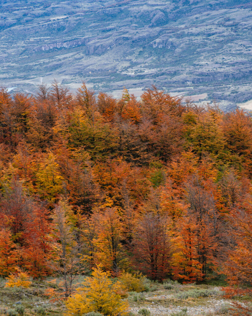 Villa Cerro Castillo, Chile Travel Guide: Hiking & Huemuls 1 A colorful hillside in Villa Cerro Castillo National Park is covered in bright fall foliage with a variety of orange, red, and yellow trees beneath a rugged mountain backdrop