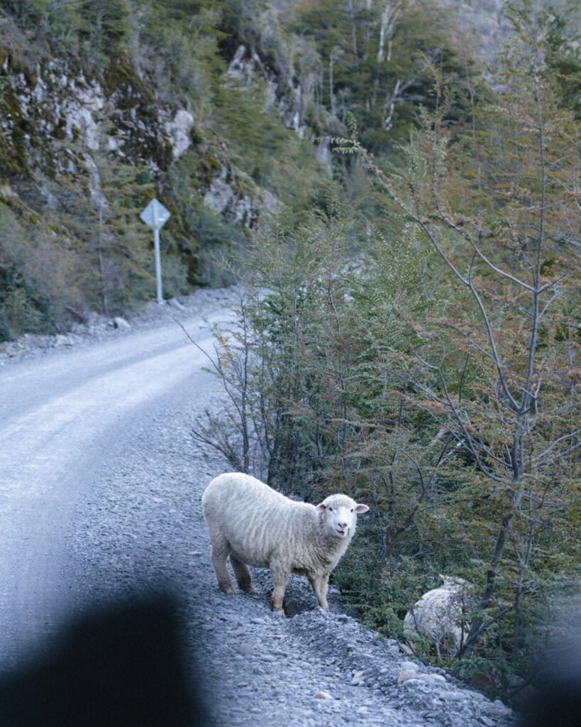 Villa O'Higgins, Chile Guide: End of the Carretera Austral 12 A fluffy white sheep stands on the edge of a winding gravel road bordered by dense trees and rock cliffs, glancing toward the camera