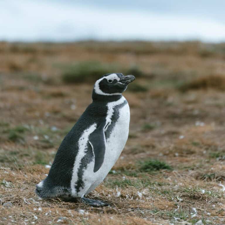 Magdalena Island - Penguins in Punta Arenas