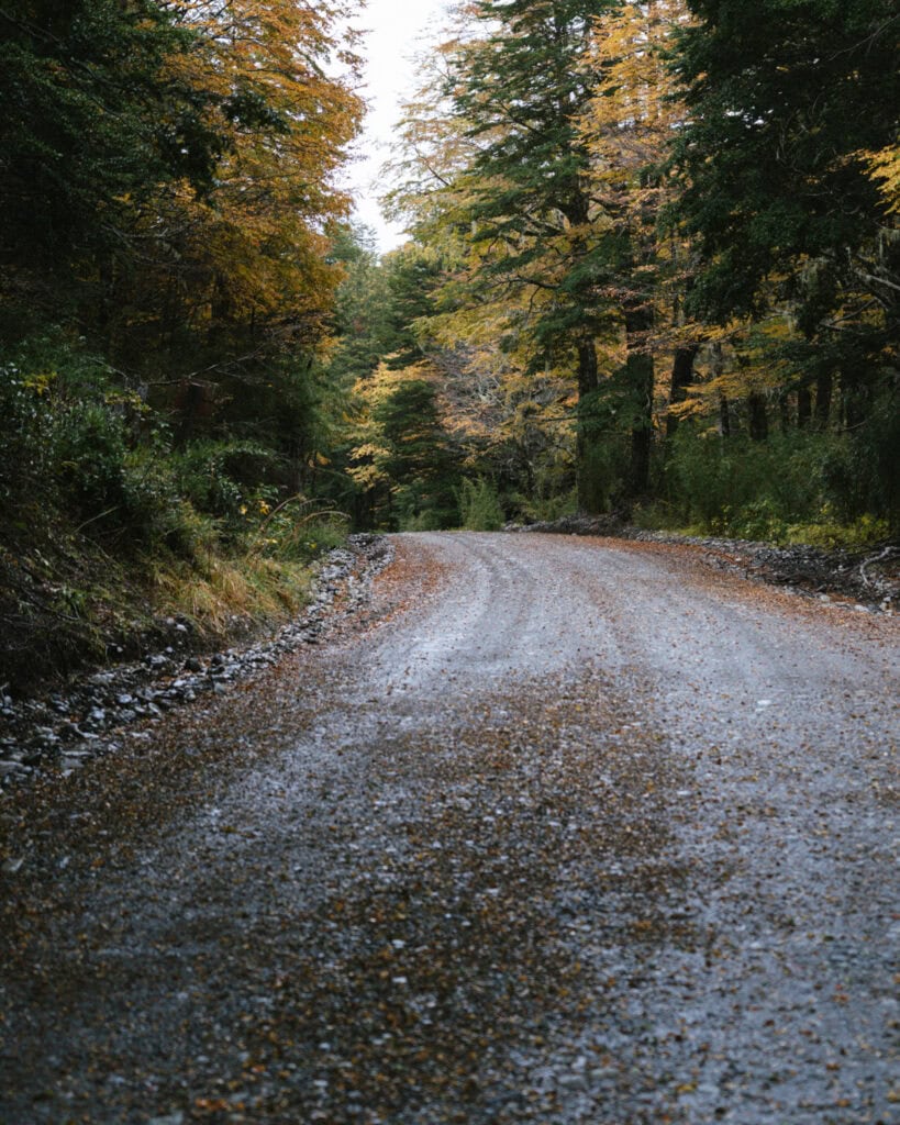 Cruce Andino: The Scenic Route From Chile to Argentina 21 A winding gravel road cuts through a dense forest filled with yellow autumn leaves near Peulla, offering a peaceful and remote mountain route