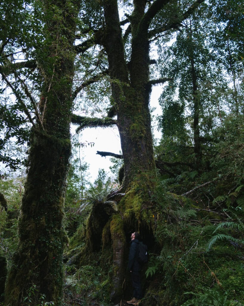 Ventisquero Yelcho Hike Guide: Corcovado National Park, Chile 17 Brayden standing at the base of a massive moss-covered tree in the lush, dense forest of Chaitén, looking upward in awe.