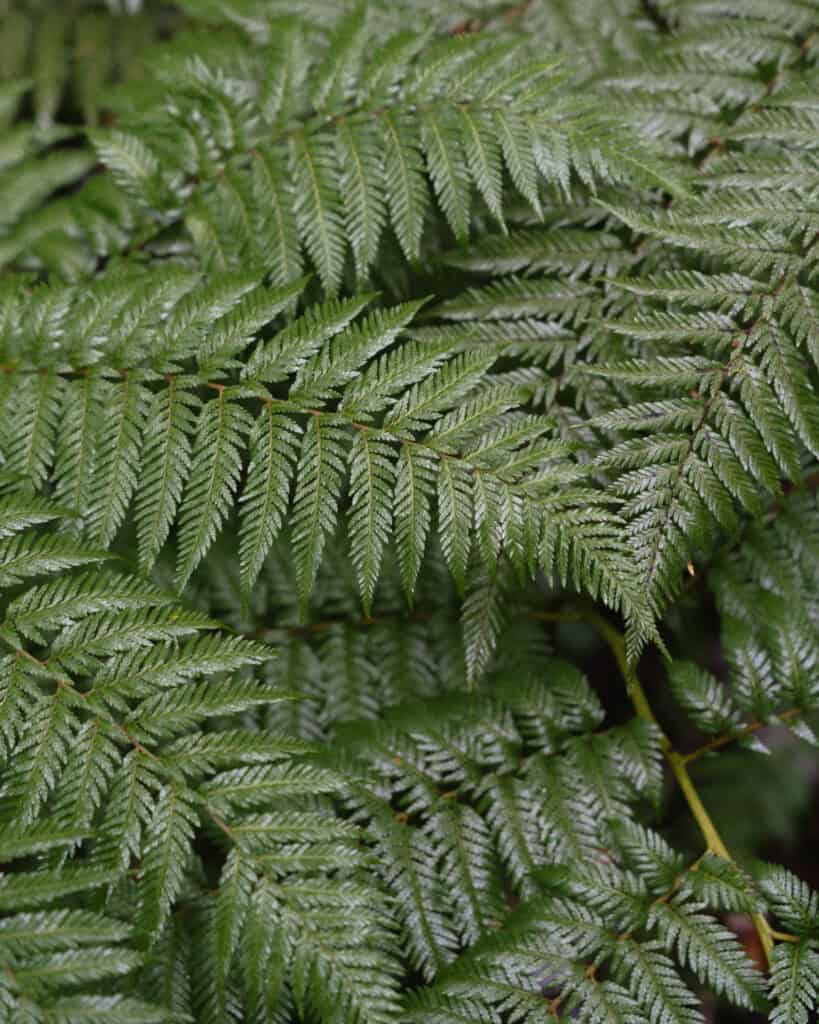 Chaiten, Chile Travel Guide: A Town That Nearly Disappeared 25 Close-up of bright green fern fronds in the lush forest of Chaitén, with detailed leaf texture and symmetrical patterning.