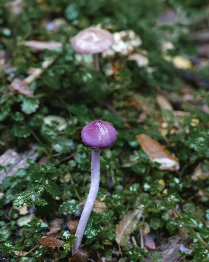 Ventisquero Yelcho Hike Guide: Corcovado National Park, Chile 12 Small, vibrant purple mushroom with a glossy cap growing among green moss and wet leaves on the forest floor in Chaitén.