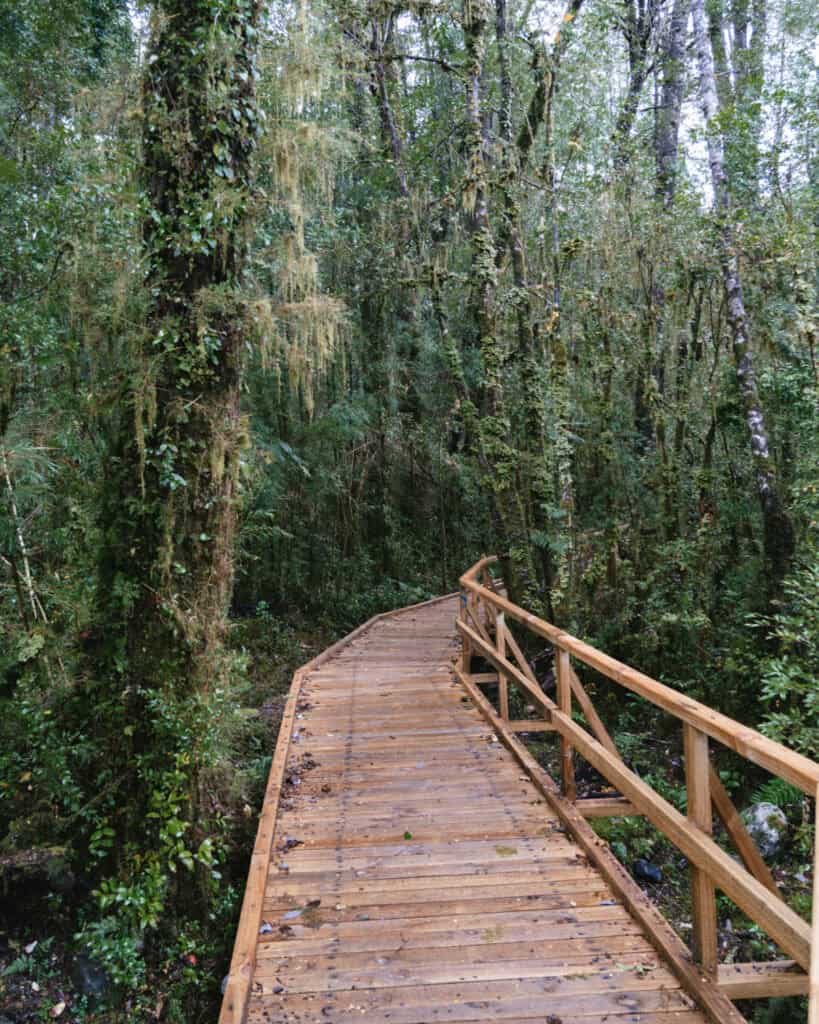 Ventisquero Yelcho Hike Guide: Corcovado National Park, Chile 13 Elevated wooden boardwalk cutting through the lush, mossy forest along the Ventisquero Yelcho Trail in Chaitén.