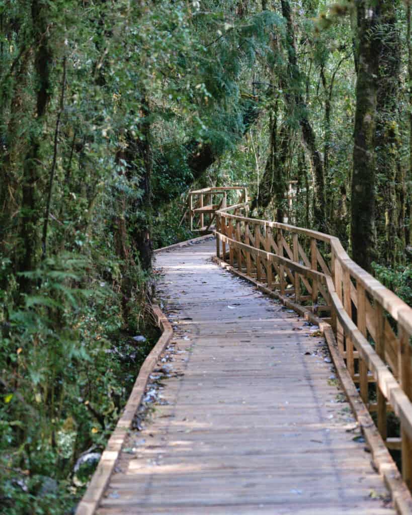 Chaiten, Chile Travel Guide: A Town That Nearly Disappeared 27 Curving wooden walkway flanked by dense trees and hanging moss on the Ventisquero Yelcho Trail in Chaitén, Argentina.