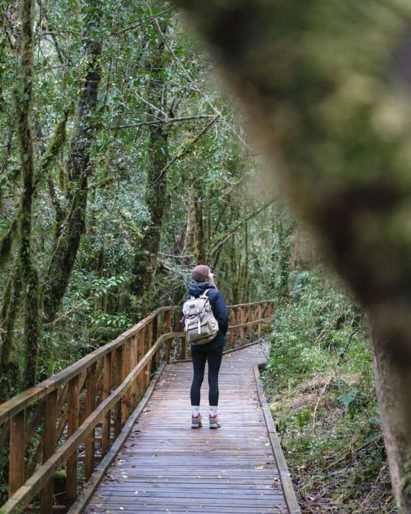 Ventisquero Yelcho Hike Guide: Corcovado National Park, Chile 11 Sally stands on a wooden boardwalk in the middle of the forest on the Ventisquero Yelcho Trail in Chaitén, wearing a backpack and beanie.