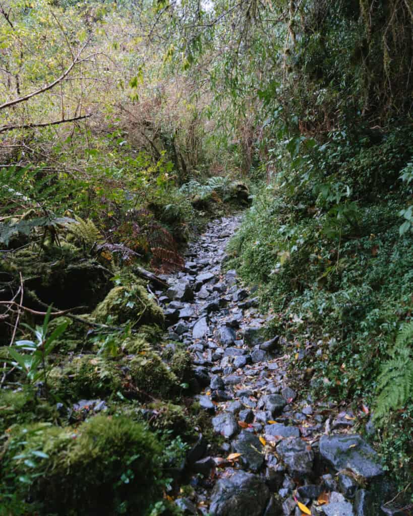 Ventisquero Yelcho Hike Guide: Corcovado National Park, Chile 15 Steep, uneven forest path covered in wet rocks and dense green vegetation along the Ventisquero Yelcho Trail in Chaitén.