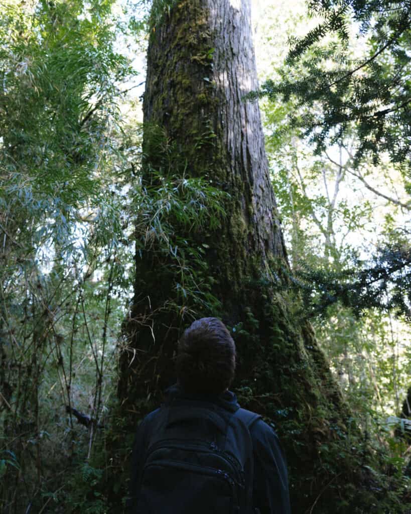 How to Visit the Pumalin National Park in Patagonia, Chile 38 Brayden looks up at a massive moss-covered tree trunk towering in the rainforest of Chaitén.