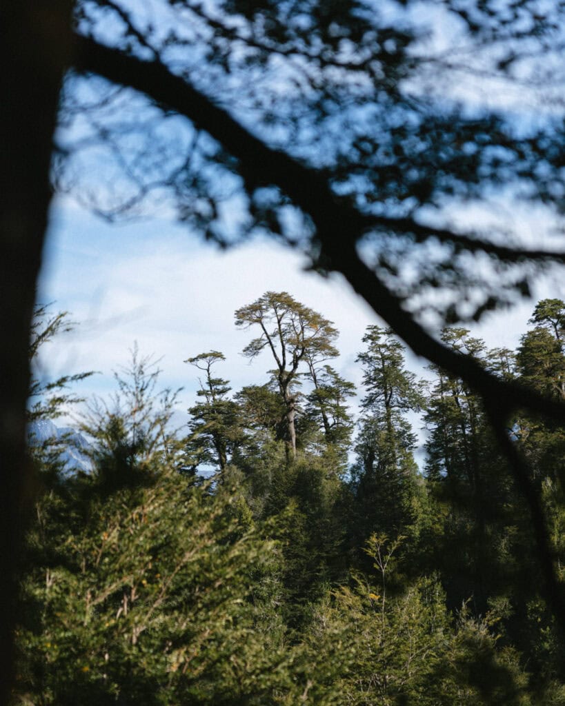 How to Visit the Pumalin National Park in Patagonia, Chile 6 Tall tree crowns stretch above the dense forest canopy, seen through gaps in the branches, under a partly cloudy sky.