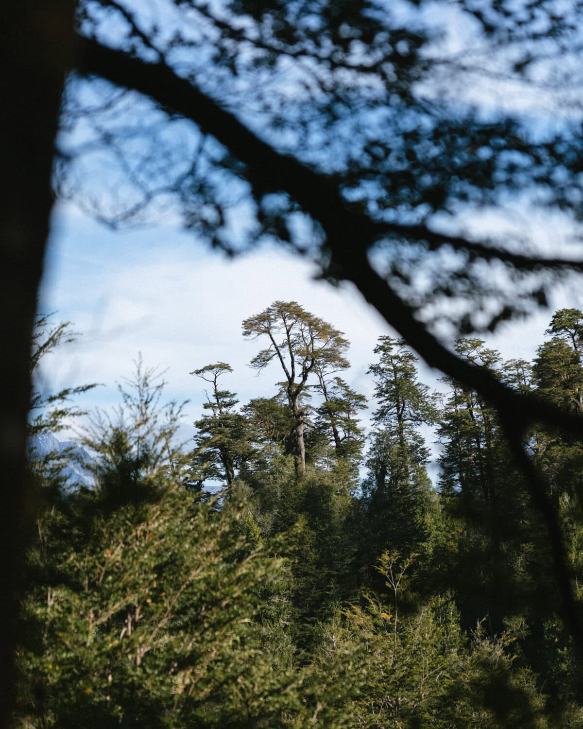 How to Visit the Pumalin National Park in Patagonia, Chile
