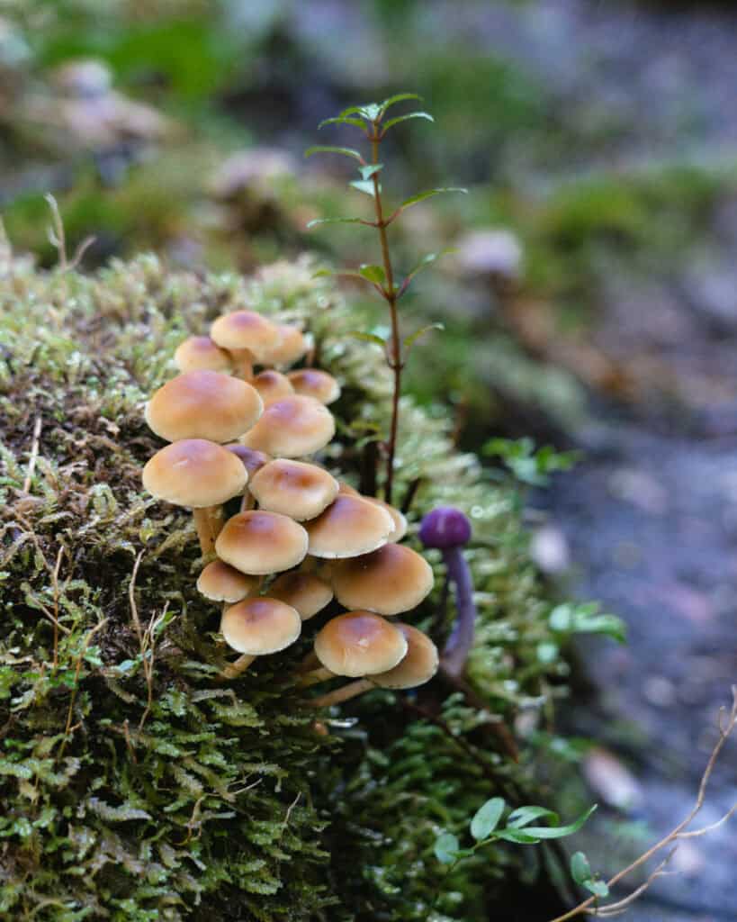 How to Visit the Pumalin National Park in Patagonia, Chile 40 Cluster of light brown mushrooms grows on a mossy forest floor, accompanied by a single small purple mushroom and leafy sprouts.