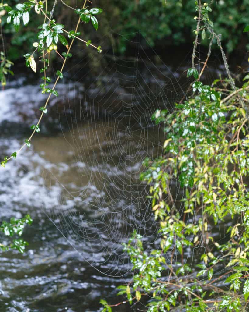 How to Visit the Pumalin National Park in Patagonia, Chile 47 Delicate spiderweb suspended between branches over a flowing river, with droplets clinging to the silk threads.