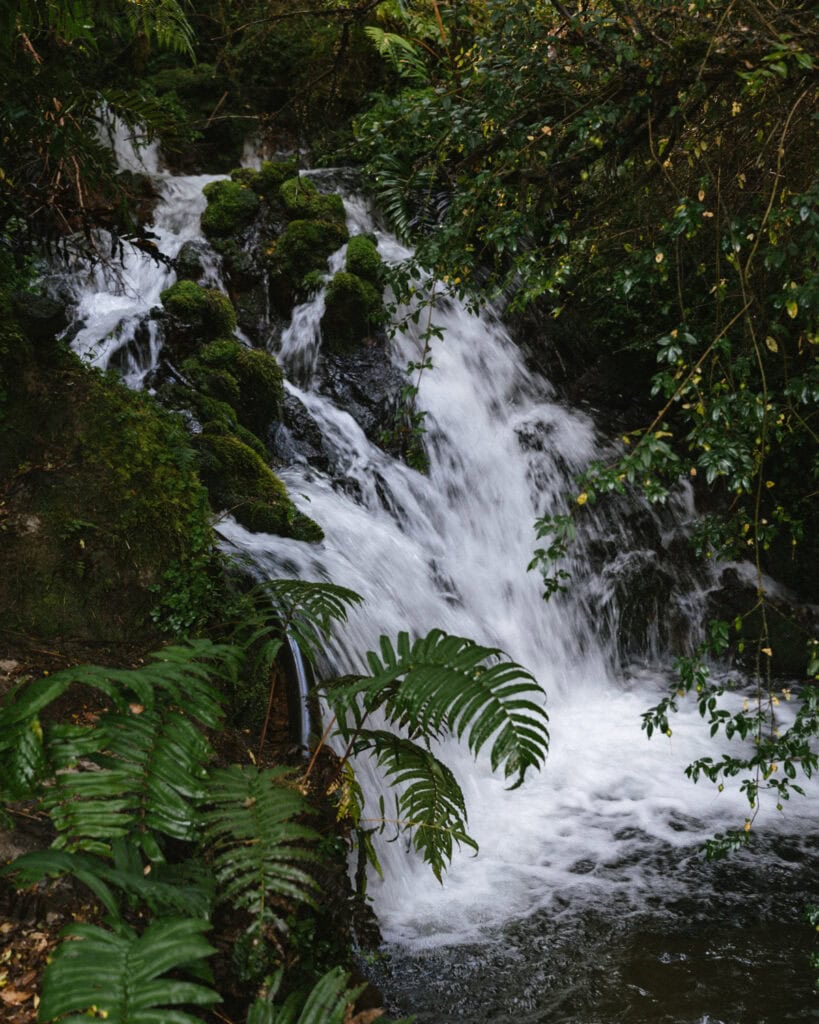 How to Visit the Pumalin National Park in Patagonia, Chile 41 Small waterfall cascading over mossy rocks in the rainforest, surrounded by lush ferns and greenery.