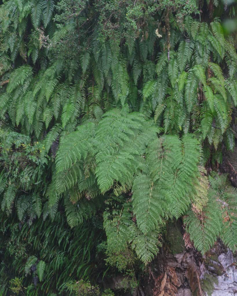 How to Visit the Pumalin National Park in Patagonia, Chile 46 Large, vibrant green ferns blanket a vertical wall of the rainforest, creating dense texture and depth.