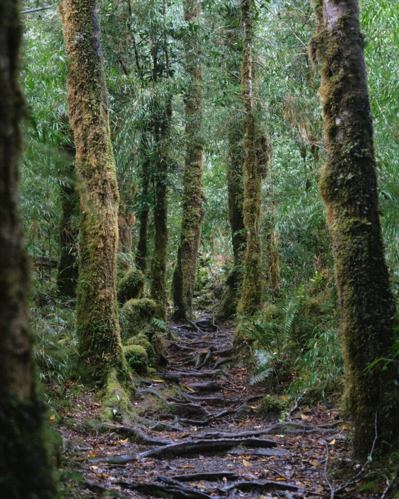 How to Visit the Pumalin National Park in Patagonia, Chile 3 Trail through a lush, mossy forest with exposed tree roots crisscrossing the path between tall, green-trunked trees.