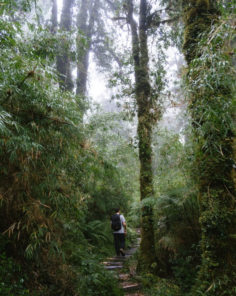 Our Epic 3-Week Carretera Austral Road Trip Itinerary 61 Brayden wearing a backpack walks through a misty rainforest trail surrounded by tall bamboo and moss-covered trees.