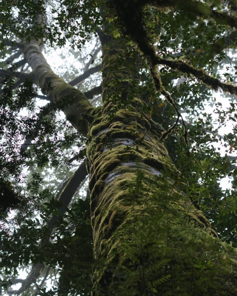 How to Visit the Pumalin National Park in Patagonia, Chile 45 Dramatic upward view of a towering moss-covered tree trunk disappearing into the foggy forest canopy.