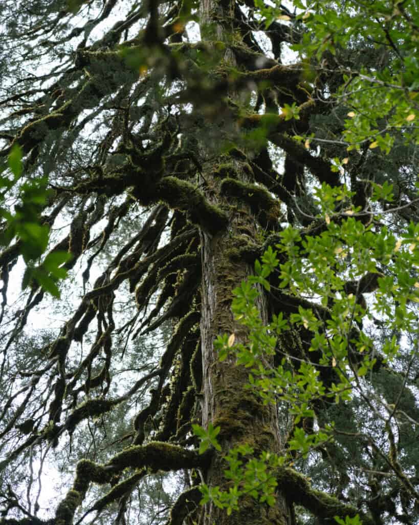 Hornopiren, Chile Travel Guide: Termas, Alerces & Fjords 28 Close-up of twisted, moss-covered branches of a giant rainforest tree framed by leafy green foliage.