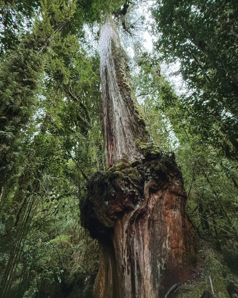 How to Visit the Pumalin National Park in Patagonia, Chile 22 Enormous ancient Alerce tree with a gnarled, bulbous base and a tall trunk stretching into the rainforest canopy.