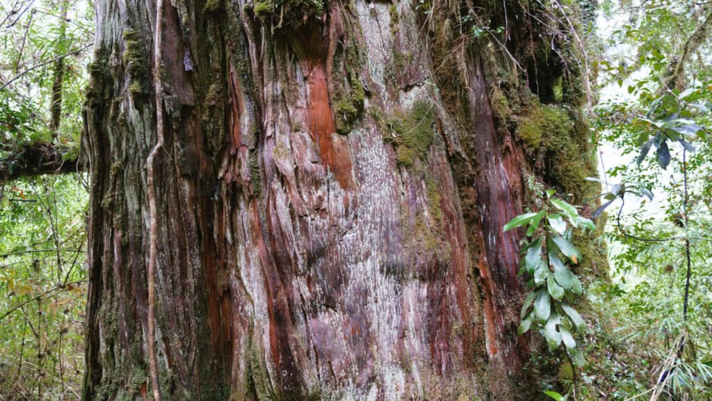 How to Visit the Pumalin National Park in Patagonia, Chile 23 Massive Alerce tree base with peeling reddish bark, mossy patches, and surrounding lush vegetation in the forest.