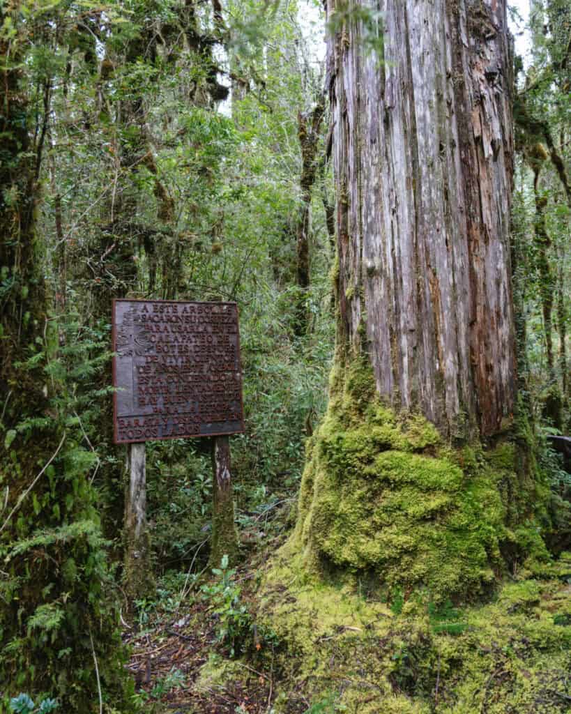 Chaiten, Chile Travel Guide: A Town That Nearly Disappeared 13 Moss-covered Alerce tree trunk next to a wooden sign warning about the exploitation and near extinction of the species.