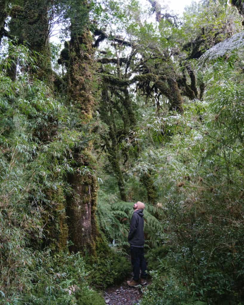 How to Visit the Pumalin National Park in Patagonia, Chile 21 Brayden wearing a beanie and dark jacket looks up in awe at towering, moss-draped trees in a dense green forest.