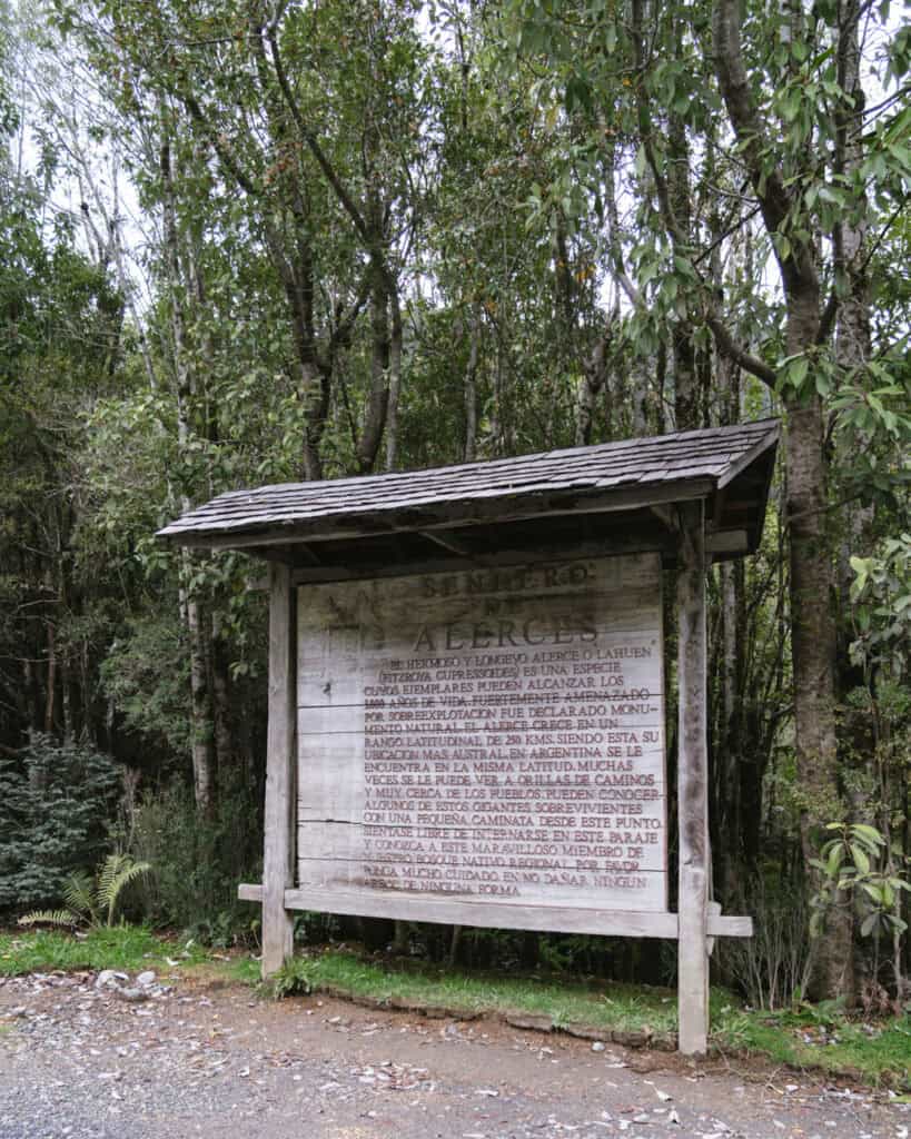How to Visit the Pumalin National Park in Patagonia, Chile 20 Weathered wooden sign reading “Sendero de los Alerces,” with detailed information about the Fitzroya species and trail significance.