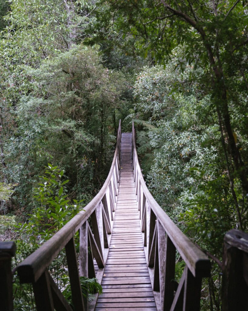 How to Visit the Pumalin National Park in Patagonia, Chile 11 Long, narrow wooden suspension bridge with railings crossing a forest ravine surrounded by tall green trees.