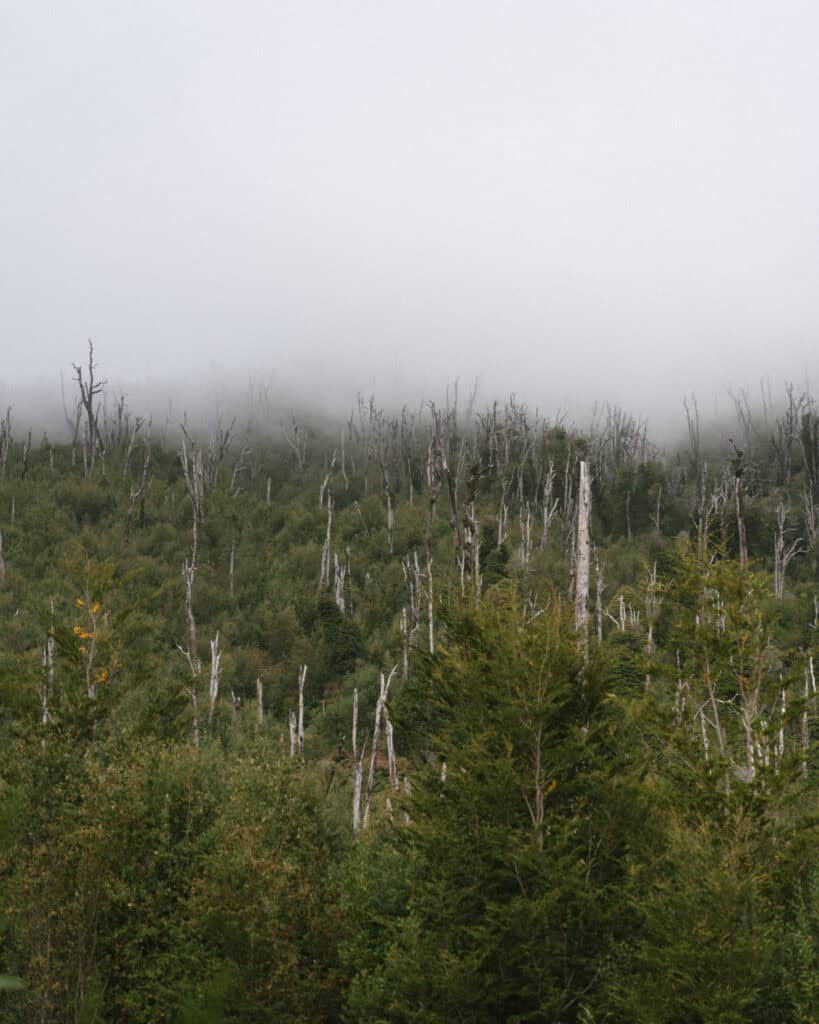 How to Visit the Pumalin National Park in Patagonia, Chile 33 Misty landscape filled with tall, bare tree trunks rising from dense green forest after a volcanic eruption.