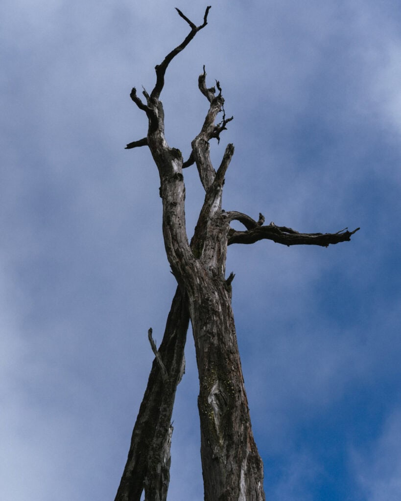 How to Visit the Pumalin National Park in Patagonia, Chile 29 Dramatic view of two charred, skeletal tree trunks reaching toward a cloudy blue sky, stripped of leaves.