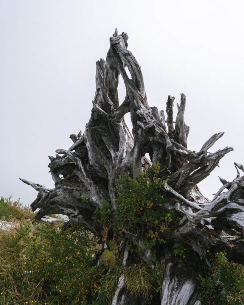How to Visit the Pumalin National Park in Patagonia, Chile 30 Massive, twisted root system of a dead tree exposed on a grassy slope, weathered to a silvery gray color.