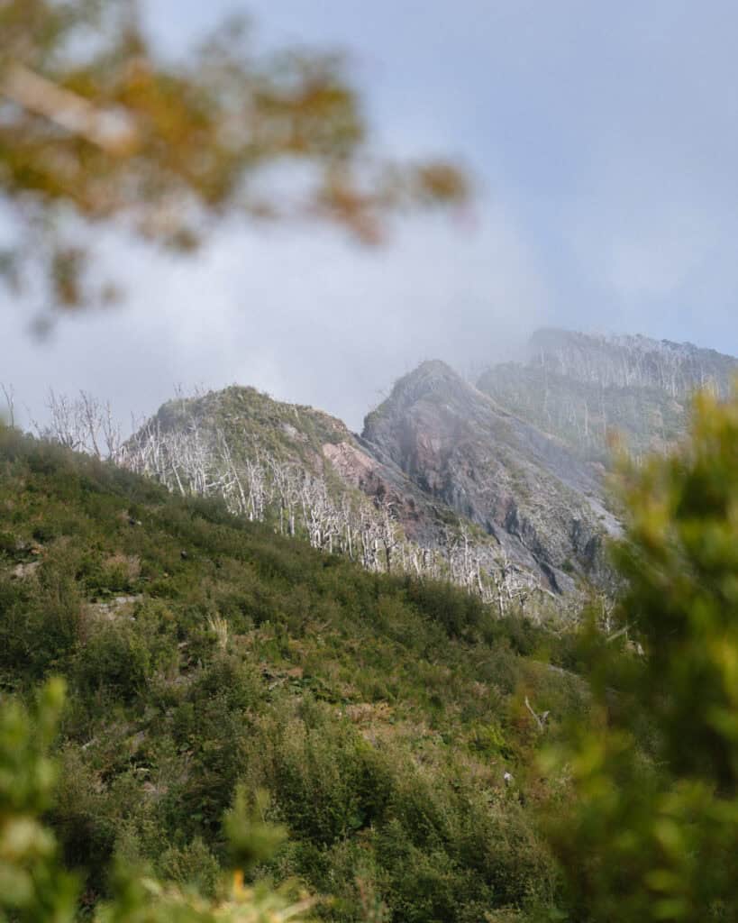 Chaiten, Chile Travel Guide: A Town That Nearly Disappeared 17 Green hillside with clusters of dead white tree trunks scattered along the slope, leading up to a foggy volcanic ridge.