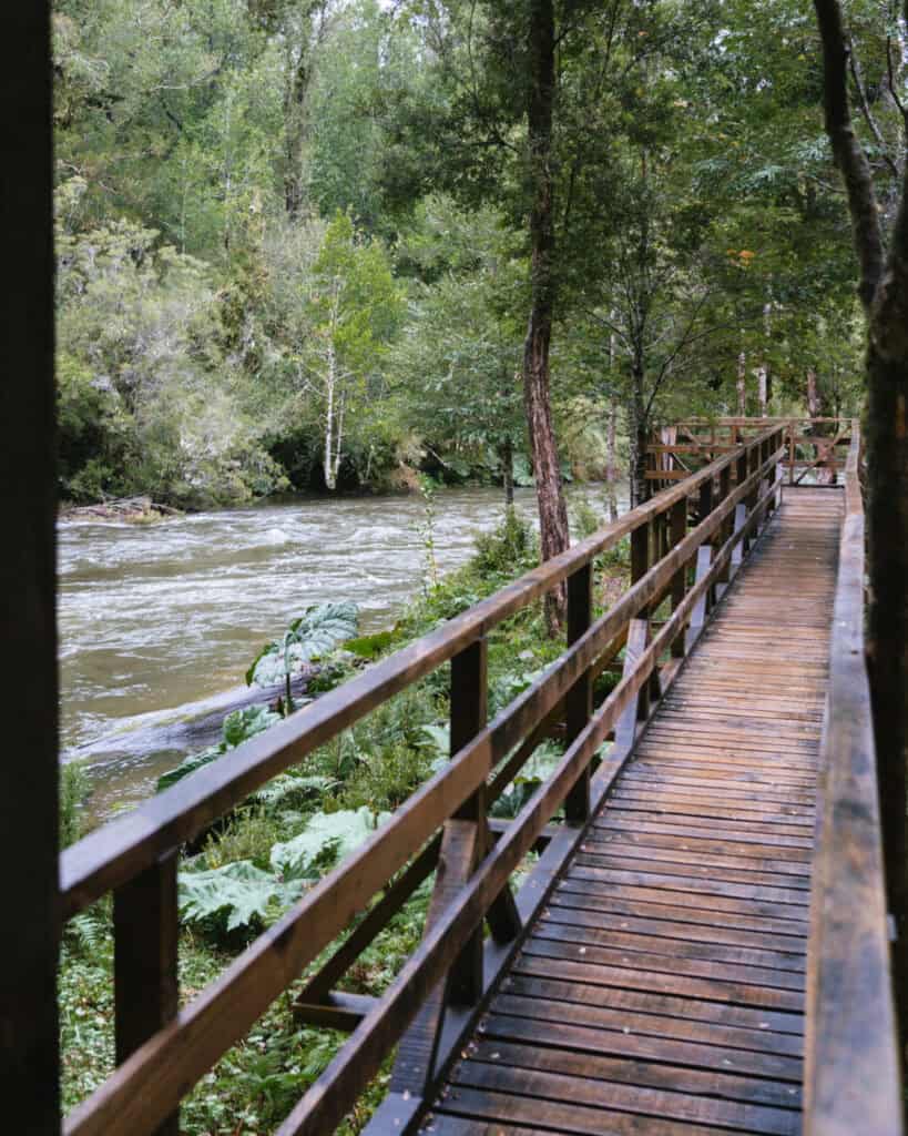 How to Visit the Alerce Andino National Park, Chile 14 Wooden walkway alongside a fast-flowing river in Hornopirén, Chile, surrounded by lush green forest.