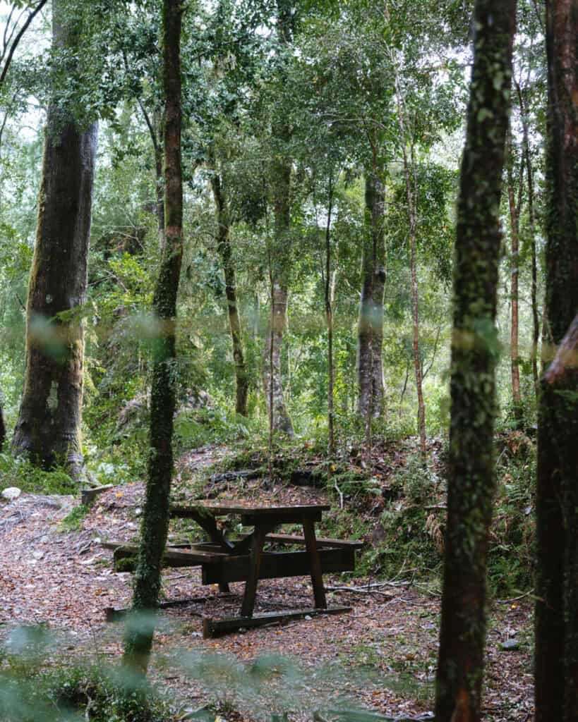 How to Visit the Alerce Andino National Park, Chile 11 Wooden picnic table surrounded by tall trees in a forest clearing at Parque Nacional Alerce Andino, Chile.
