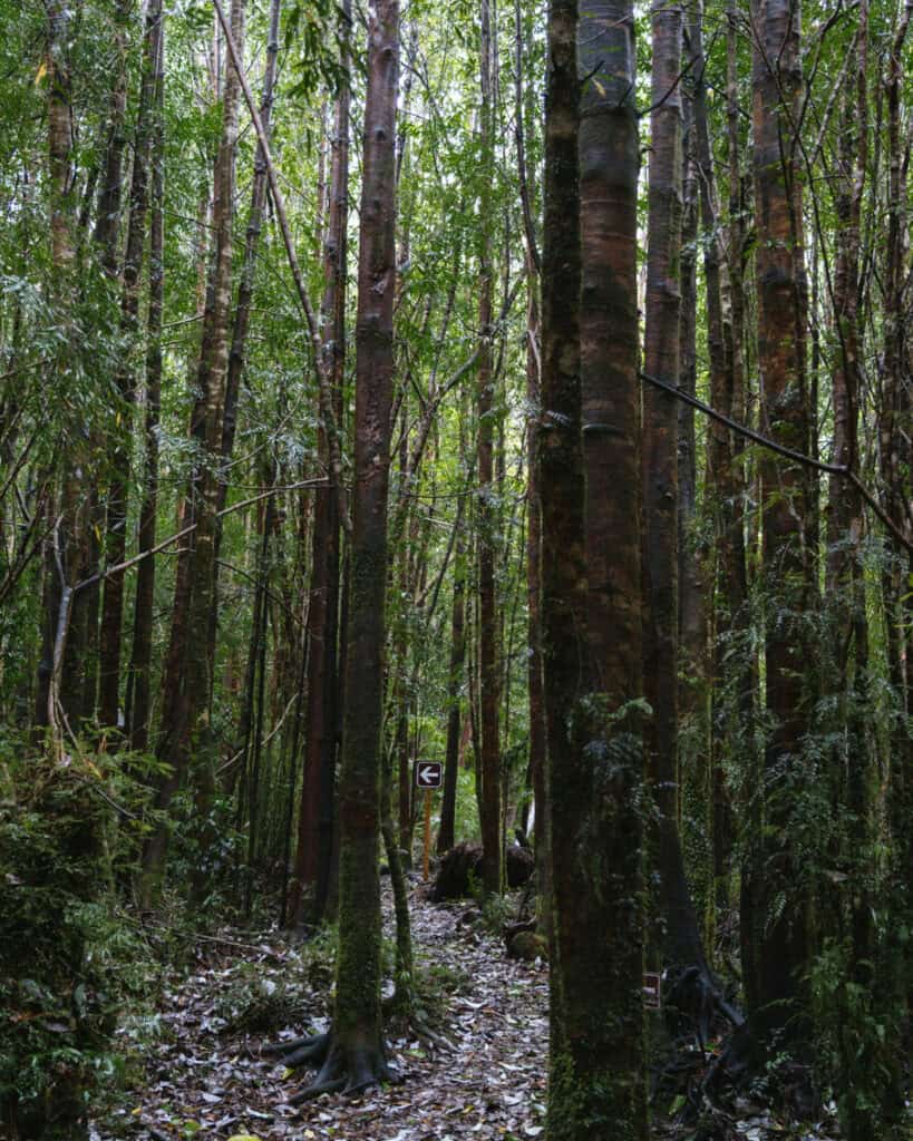 How to Visit the Alerce Andino National Park, Chile 17 Dense grove of tall straight trees with a small arrow sign pointing left along a forest trail in Parque Nacional Alerce Andino, Chile.