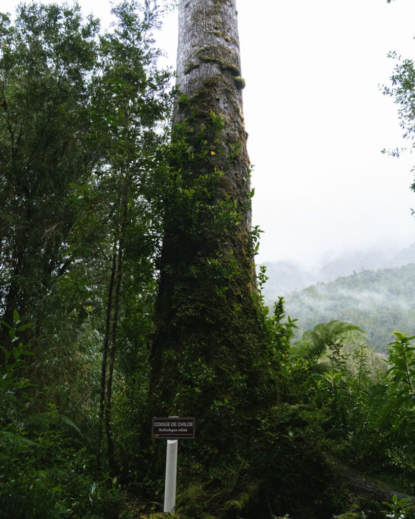 How to Visit the Alerce Andino National Park, Chile 16 Massive trunk of a moss-covered tree labeled “Coigüe de Chiloé” with mountains and mist in the background at Parque Nacional Alerce Andino, Chile.