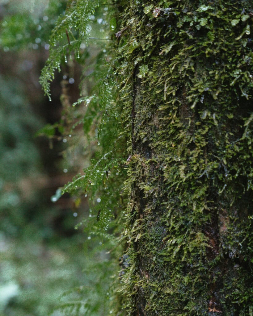 Hornopiren, Chile Travel Guide: Termas, Alerces & Fjords 17 Tree trunk covered in moss and wet ferns with raindrops clinging to the leaves in Parque Nacional Alerce Andino, Chile.