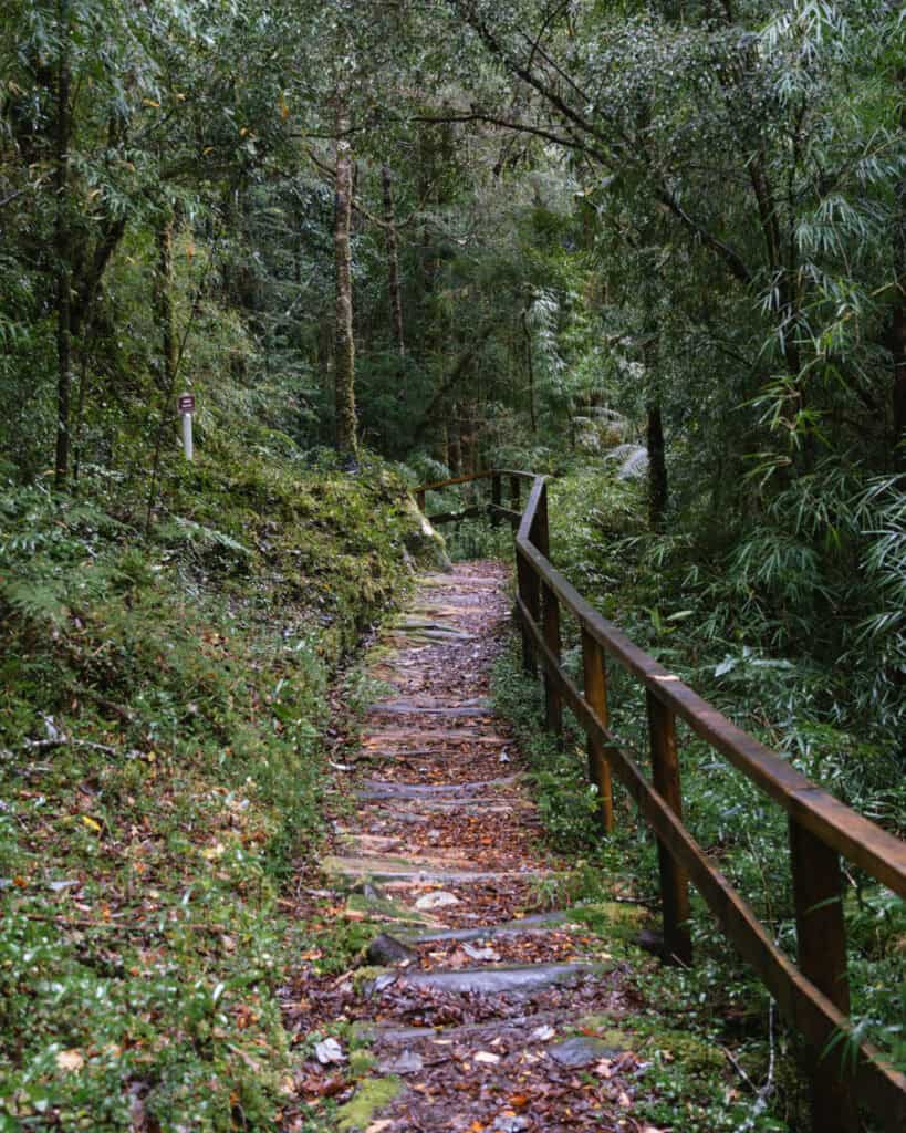 Hornopiren, Chile Travel Guide: Termas, Alerces & Fjords 18 Wooden-railed trail with stone steps leading through dense rainforest vegetation in Parque Nacional Alerce Andino, Chile.