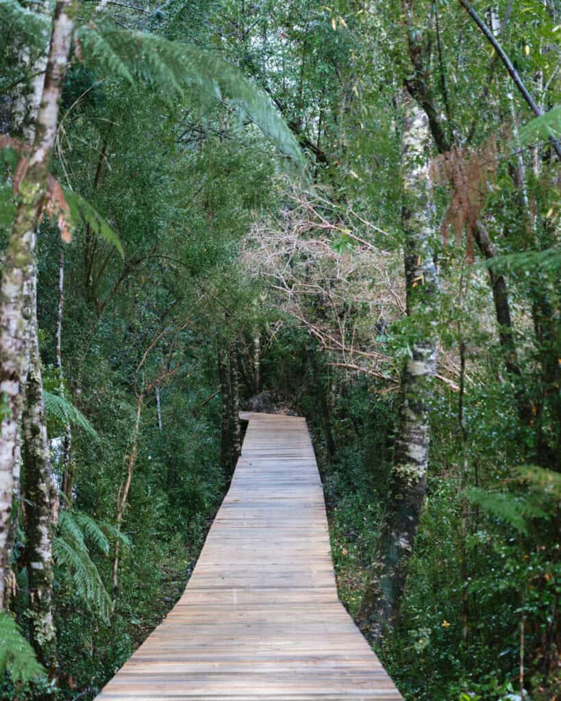 Hornopiren, Chile Travel Guide: Termas, Alerces & Fjords 12 Wooden boardwalk winding through dense green forest with ferns and tall trees in Hornopirén, Chile.