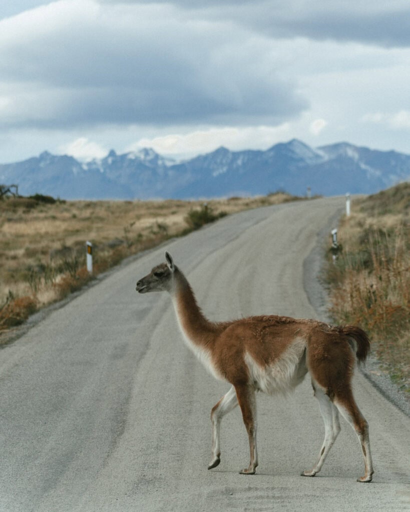 Valle Chacabuco Sector Guide: Parque Nacional Patagonia, Chile 8 A guanaco is captured mid-step while crossing a paved road in Valle Chacabuco, Chile, with the dramatic, snow-dusted Andes rising in the distance