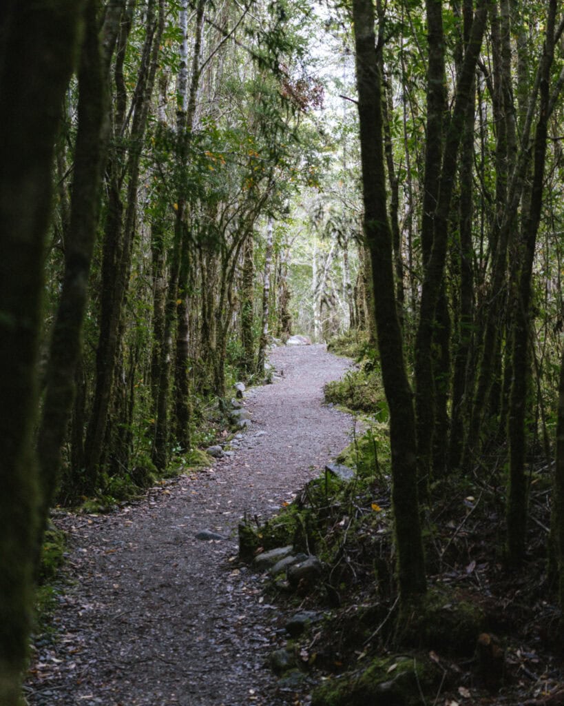 Queulat National Park: How to Visit the Ventisquero Colgante 15 Narrow dirt trail winding through dense green forest with moss-covered trees in Puyuhuapi, Chile.