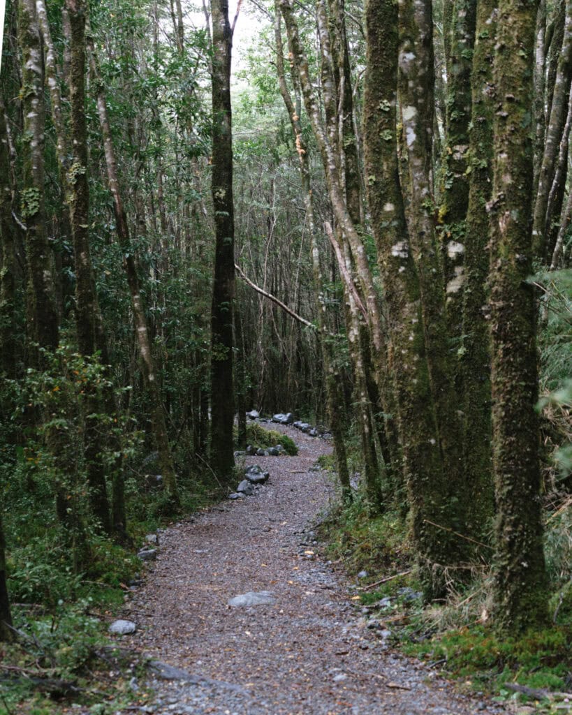 Queulat National Park: How to Visit the Ventisquero Colgante 3 Tree-lined gravel path leading through thick vegetation, surrounded by tall mossy trunks in Puyuhuapi, Chile.
