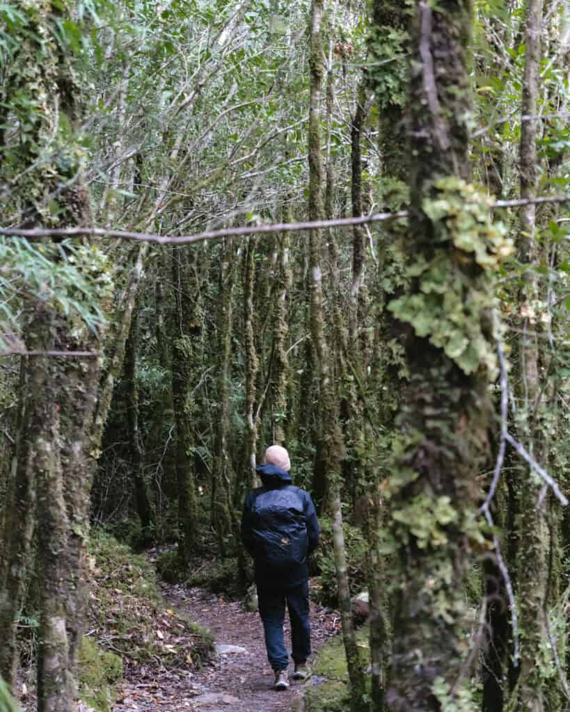 Puyuhuapi, Chile Travel Guide: Fjords and Hanging Glaciers 15 Brayden walking along a forest trail surrounded by moss-covered trees and dense vegetation in Puyuhuapi, Chile.