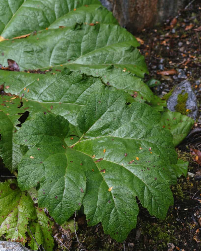 Queulat National Park: How to Visit the Ventisquero Colgante 14 Close-up of a large nalca (Chilean rhubarb) leaf with visible texture and small imperfections, found in Puyuhuapi, Chile.