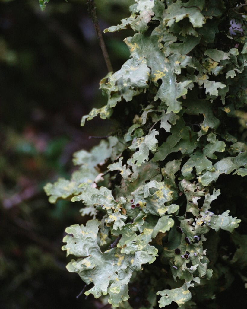 Queulat National Park: How to Visit the Ventisquero Colgante 19 Close-up of leafy green lichen with curled edges growing on a tree branch in Puyuhuapi, Chile.