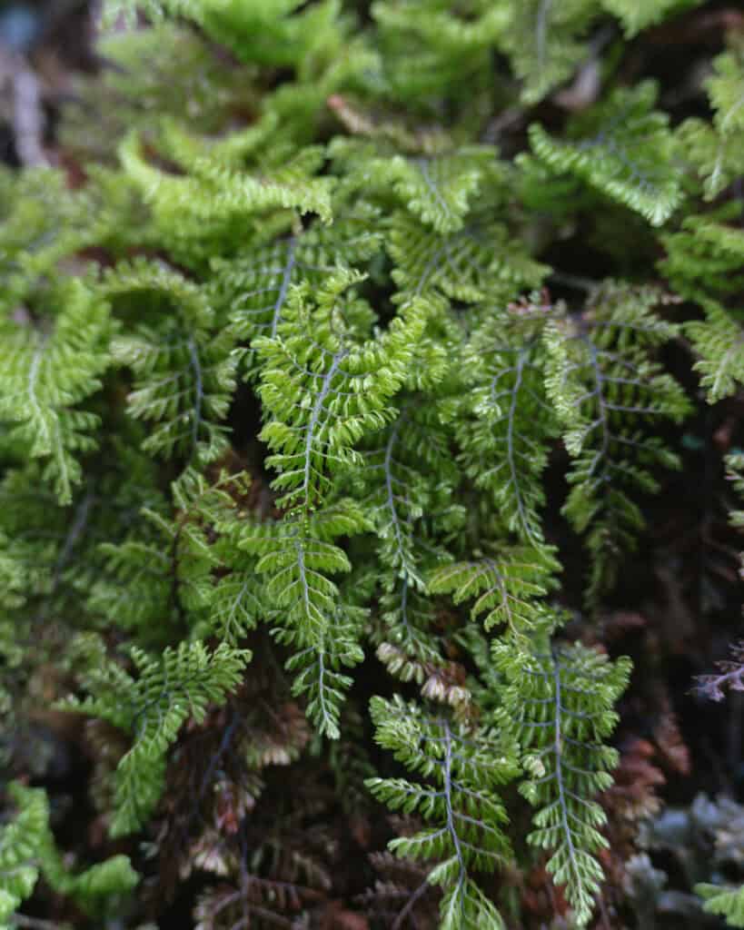Puyuhuapi, Chile Travel Guide: Fjords and Hanging Glaciers 20 Detail of a small vibrant green fern with delicate fronds growing on the forest floor in Puyuhuapi, Chile.