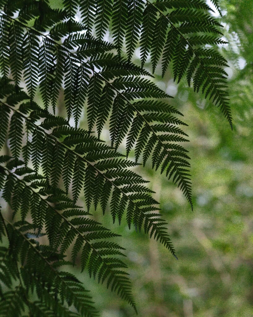 Puyuhuapi, Chile Travel Guide: Fjords and Hanging Glaciers 24 Overhead view of large fern fronds silhouetted against blurred forest background in Puyuhuapi, Chile.
