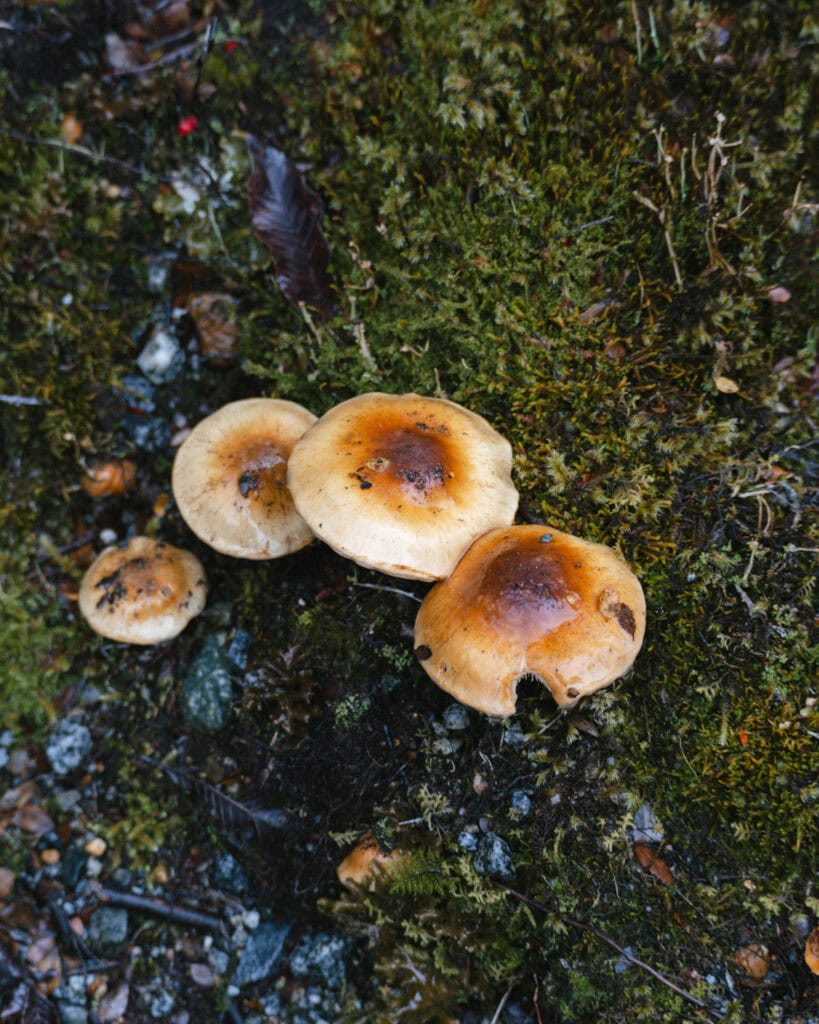 Puyuhuapi, Chile Travel Guide: Fjords and Hanging Glaciers 14 Cluster of brown-capped mushrooms growing on mossy soil in the forest near Puyuhuapi, Chile.